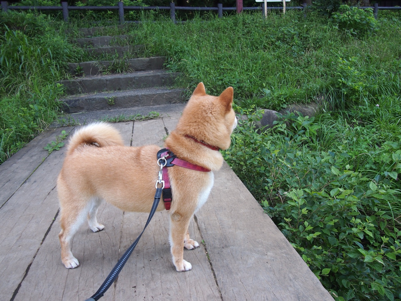 开云体育app-死神降临纽约城，杜兰特进攻端无人可挡，篮网力克尼克斯