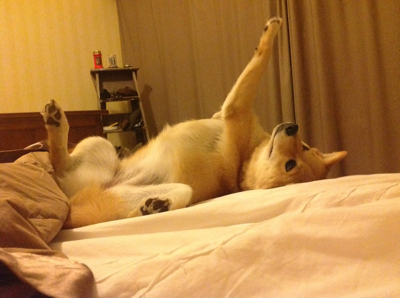 压哨绝杀与大师接管，2026世界杯的双重戏剧