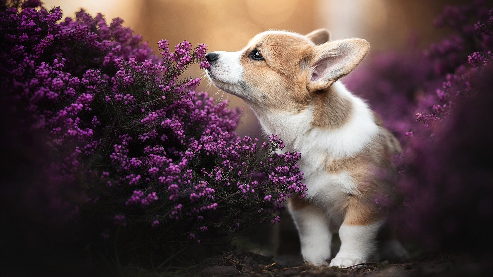 篮球无疆界，从老鹰淘汰广东队，到武切维奇西甲德比主宰战局