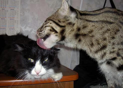 皮克统治全场难阻阿森纳惊天翻盘，欧冠之夜的血性与逆转