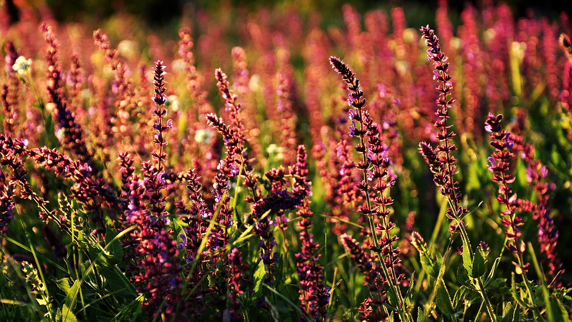 压力铸就辉煌，卡马文加爆发引领皇马巅峰对决战胜利拉齐奥