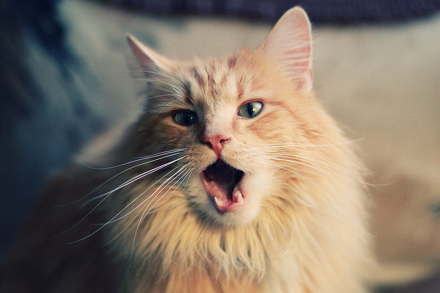 跨界震撼，尼日利亚足球胜利与C罗的F1传奇接管