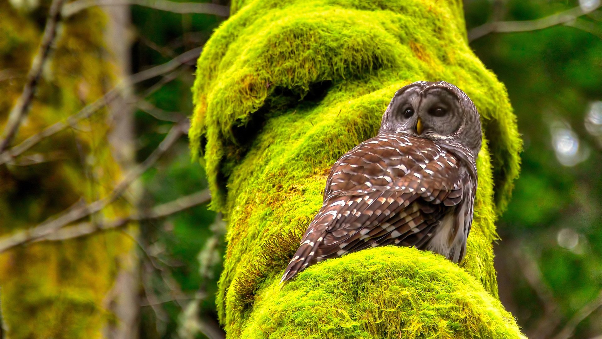 森林狼强压奇才，霍勒迪奥运关键战接管比赛