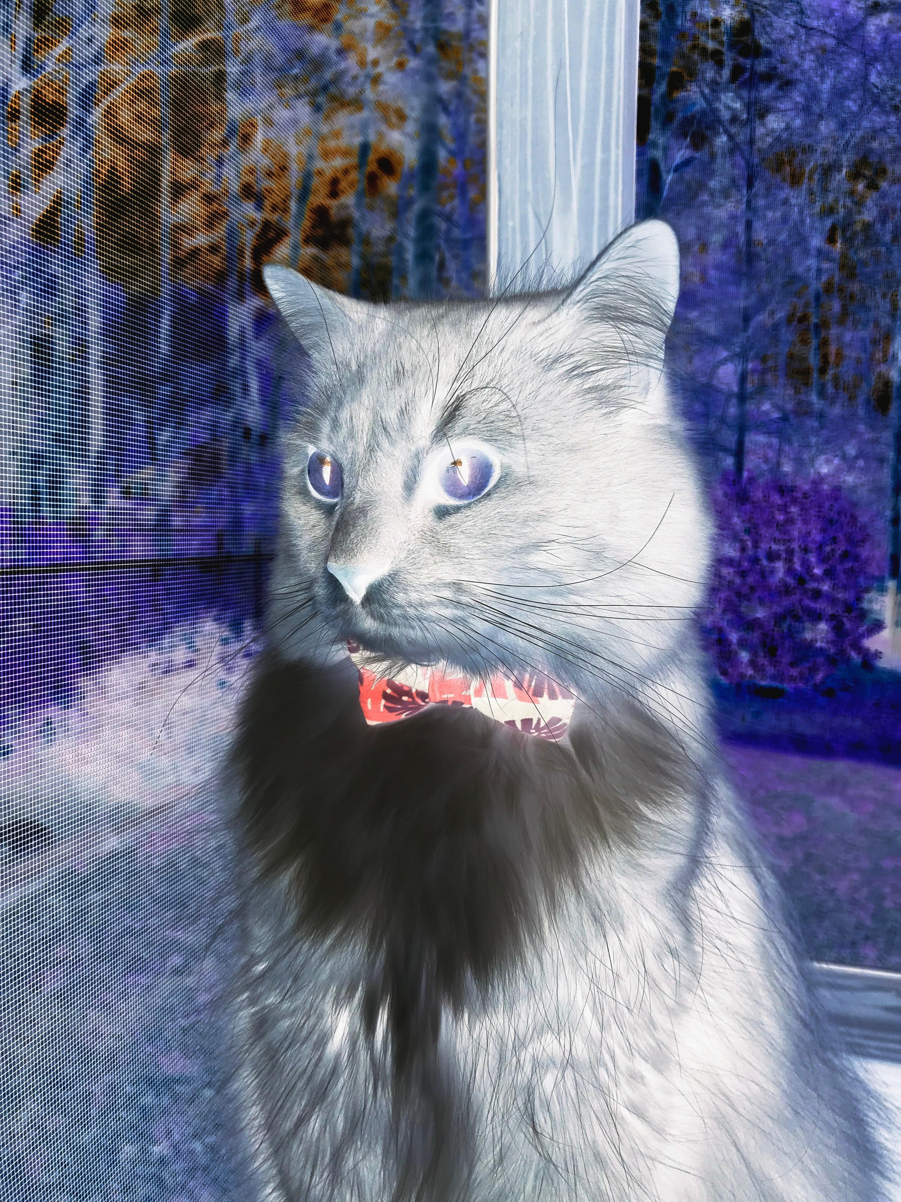 开云体育中国-篮球世界的同一夜晚，辽宁险过雷霆关，戈贝尔欧冠赛场展统治力