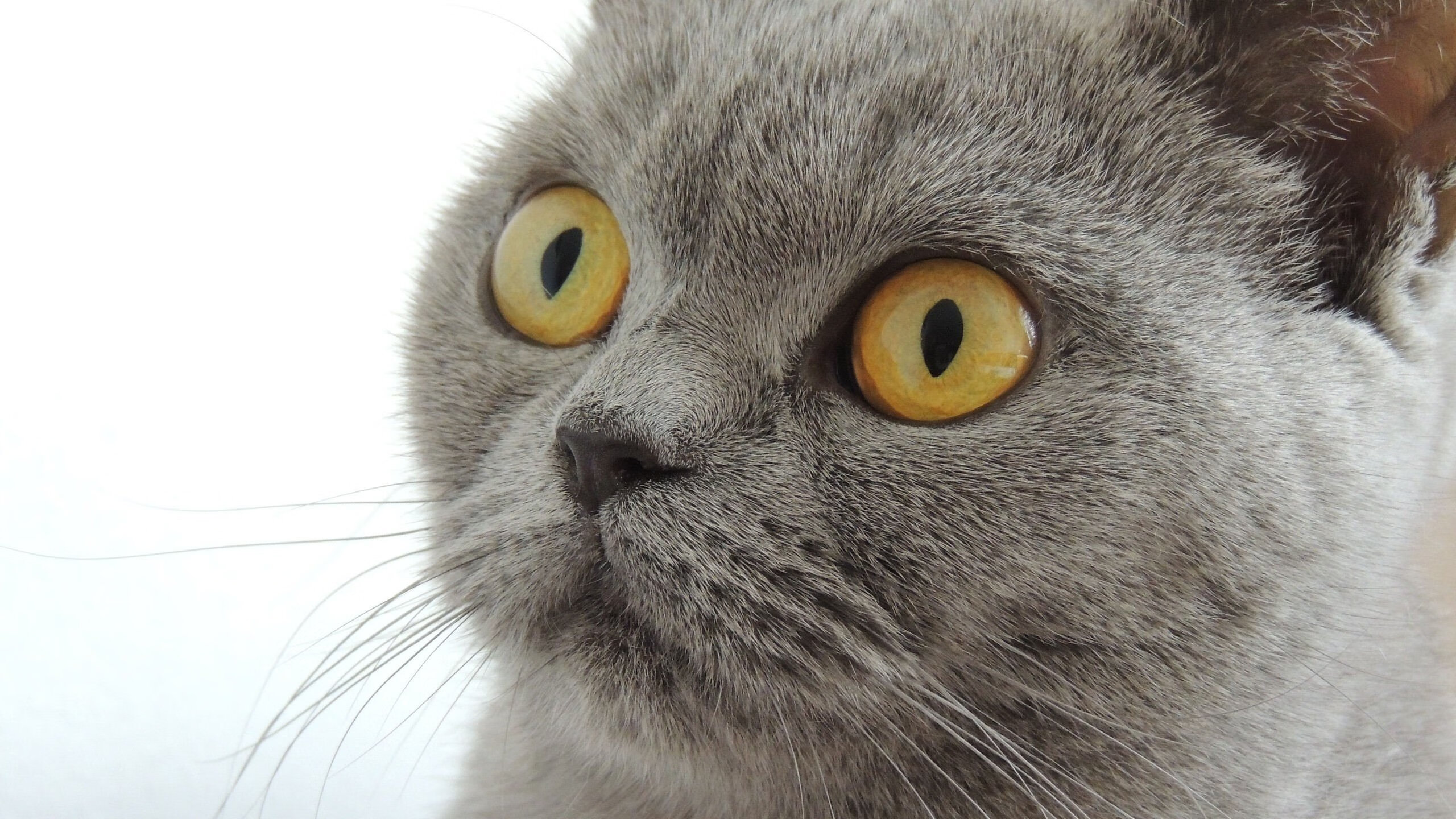 东方烽火与王座加冕,当领袖在绝境中亮剑