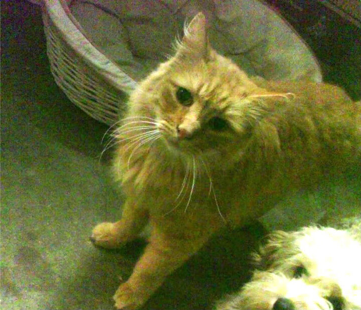 生死逆转，当勒沃库森踏上温布利草皮，库里射出那记杀死比赛的三分