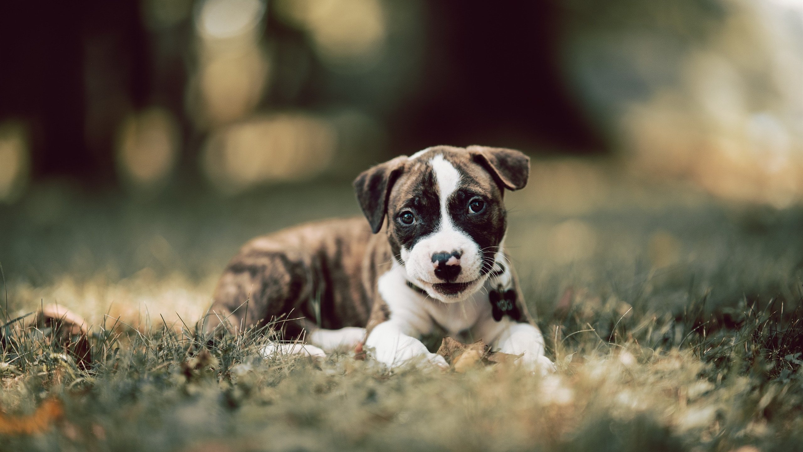 磐石约基奇与暗黑魔术，一场打破常规的胜利