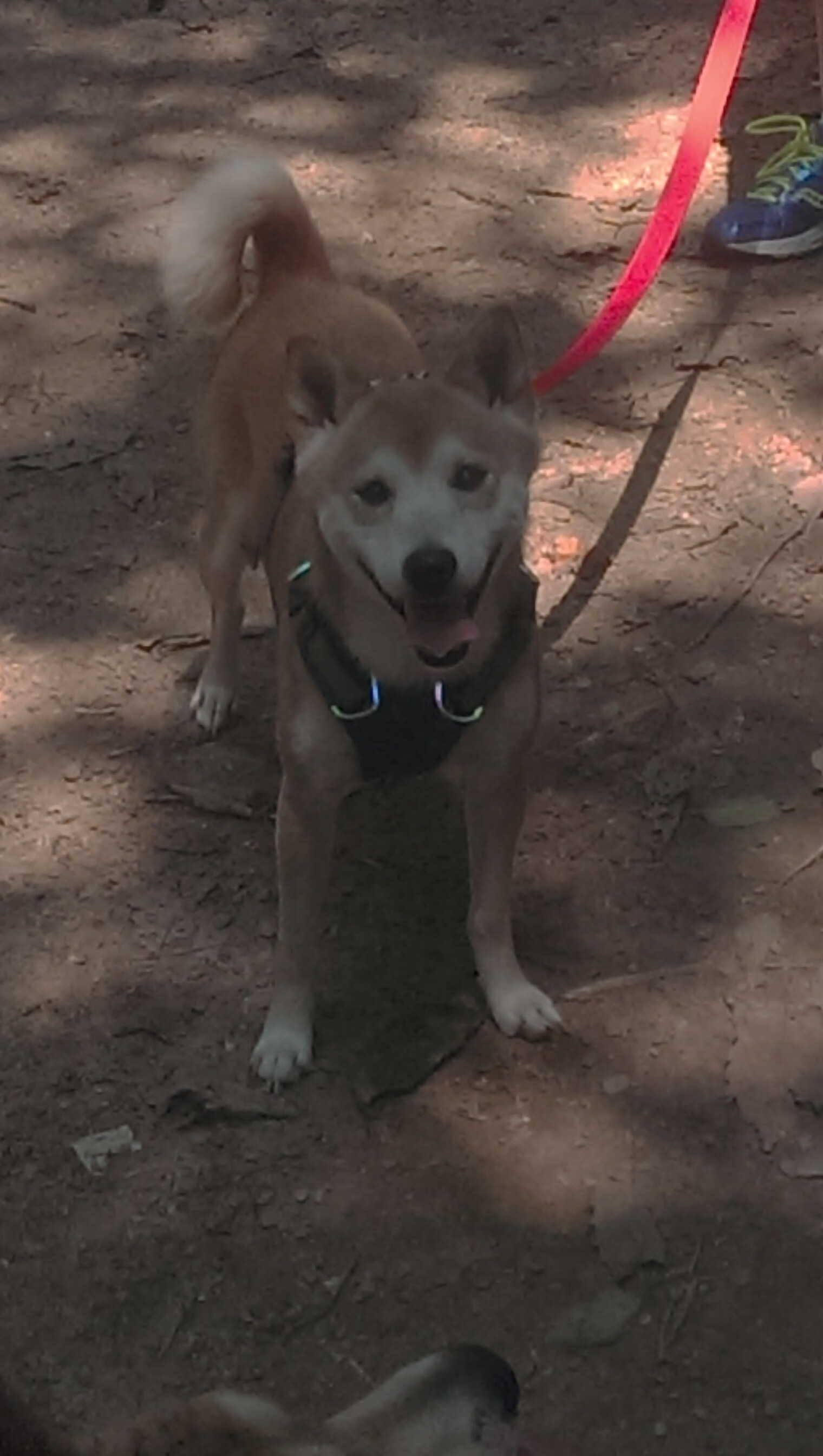 压哨绝杀与数据霸权,当锡安的统治力成为必杀技 锡安肆虐内线狂揽42+18,迈阿密热火读秒绝杀险胜山西 一场个人英雄主义与团队意志的终极对决