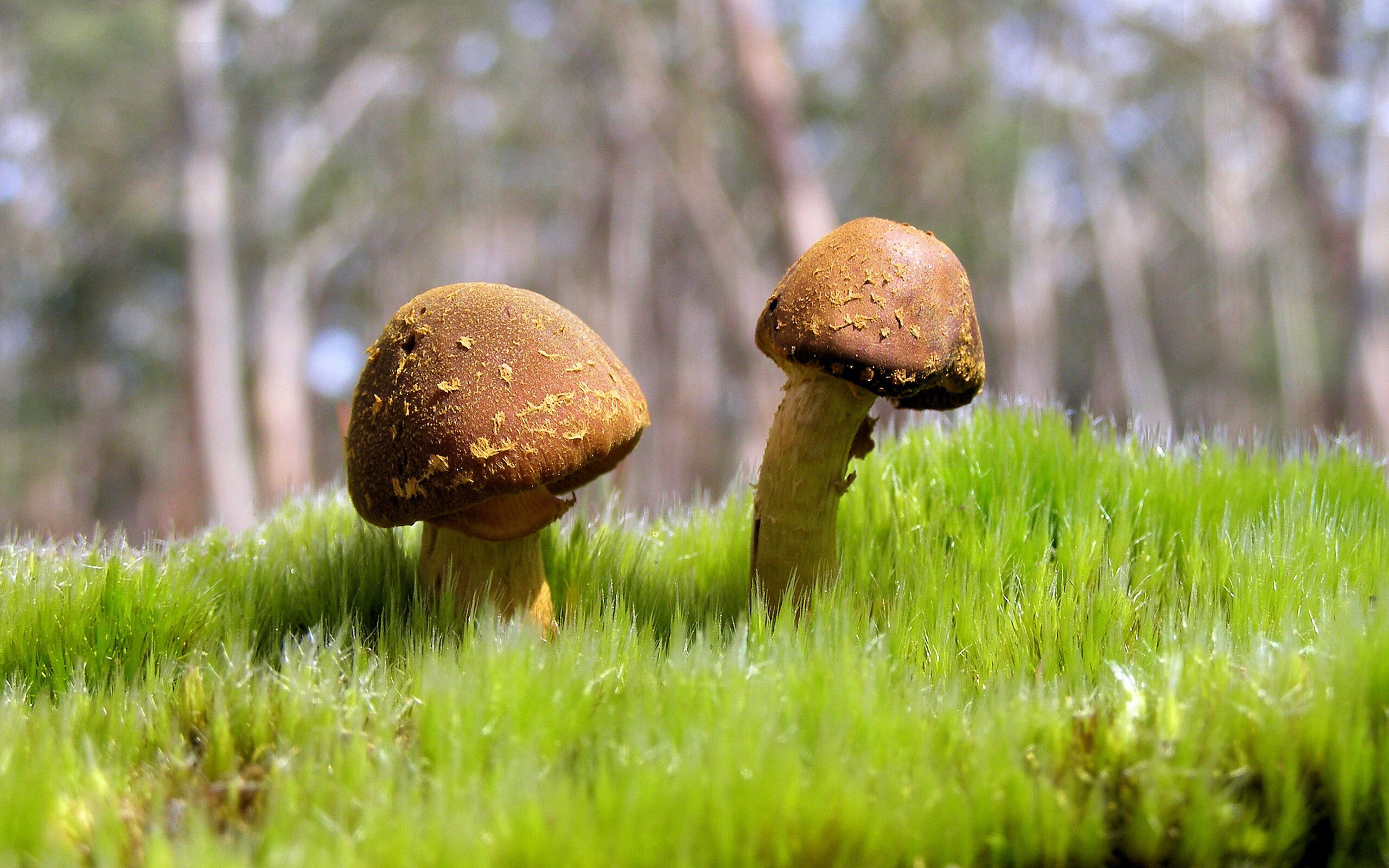 欧冠半决赛焦点战，黑马神话熔断冰川之心，亚特兰大轻取冰岛豪门