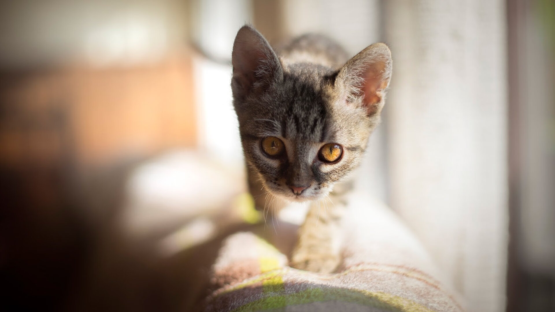 天山脚下与落基山之巅，竞技体育的冷门与巨星叙事