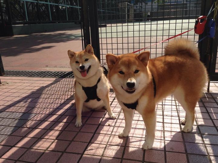 西班牙险胜加拿大，替补奇兵凯恩如何成为撕裂北境防线的致命匕首