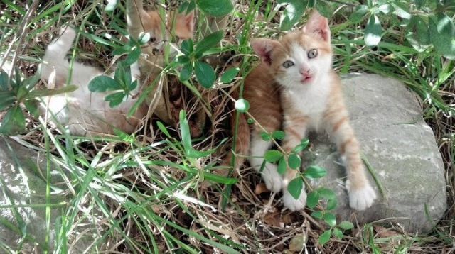 门将的博弈，奥纳纳如何用两次扑救改写两国足球历史