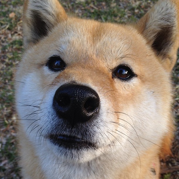 门迪铸就铜墙铁壁，罗马险胜多特蒙德背后的冠军级守护