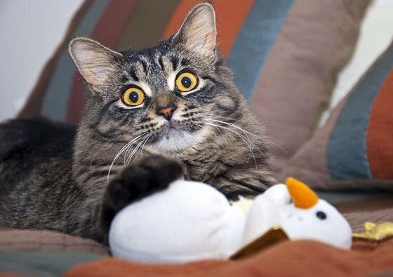 突尼斯闪电战速胜南非，萨内数据全面爆炸引领胜利风暴