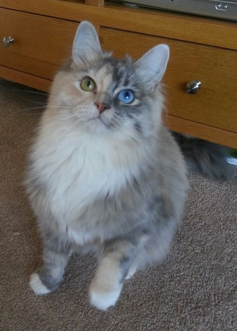 冷血与热血，关键战中的两种王者姿态