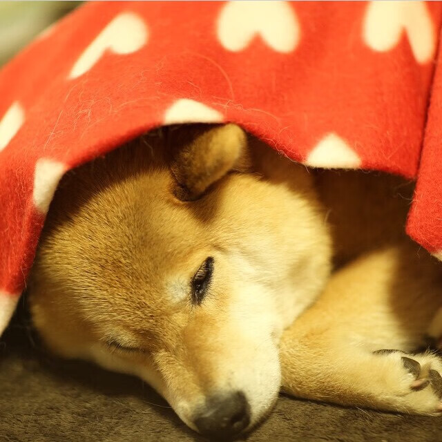 东决关键战之夜，德里赫特防守艺术的高光展现