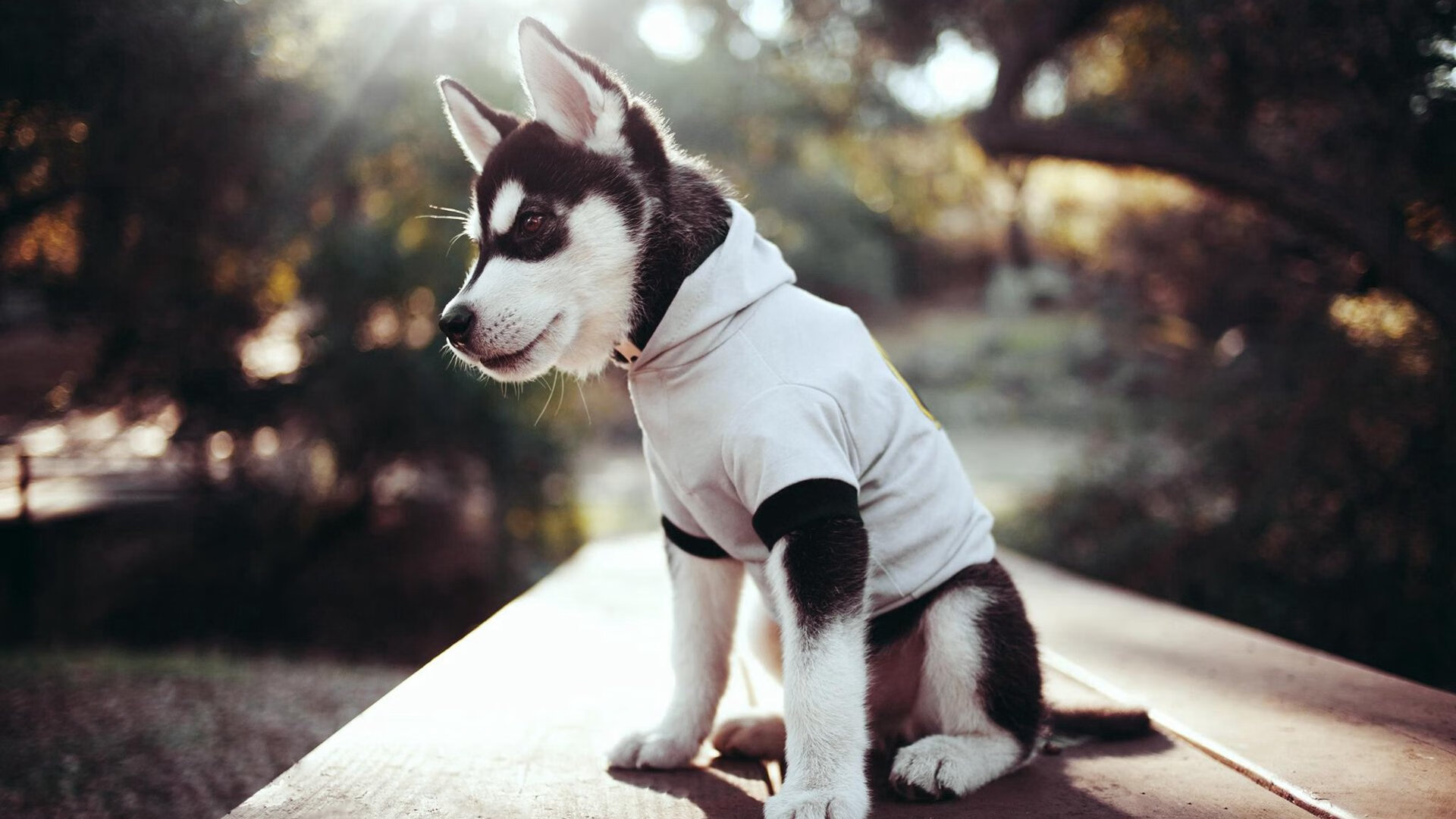 钢铁防线与致命尖刀,上海滩铸就的霍勒迪时刻