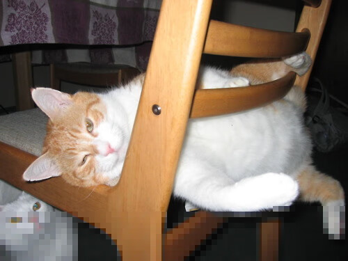 范弗利特31+13导演绝杀！猛龙压哨逆袭开拓者