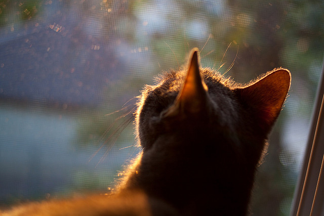 开云体育入口-深圳队掀翻森林狼，当愚公在明尼苏达移走了一座篮球之山