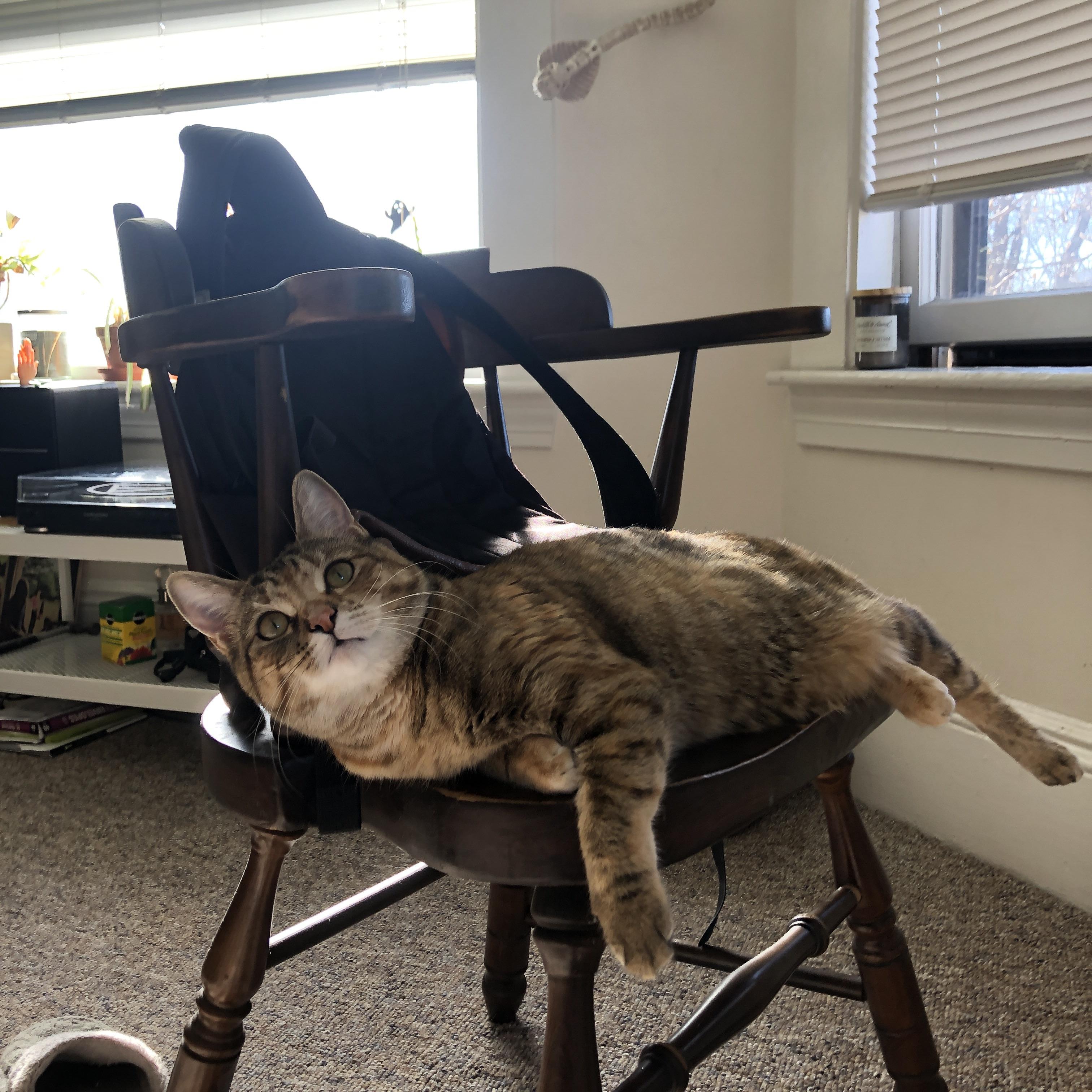 兽瞳锁定，奔雷疾驰，当灰熊骑士的绞杀战，遇上锡安错误的攻防答案