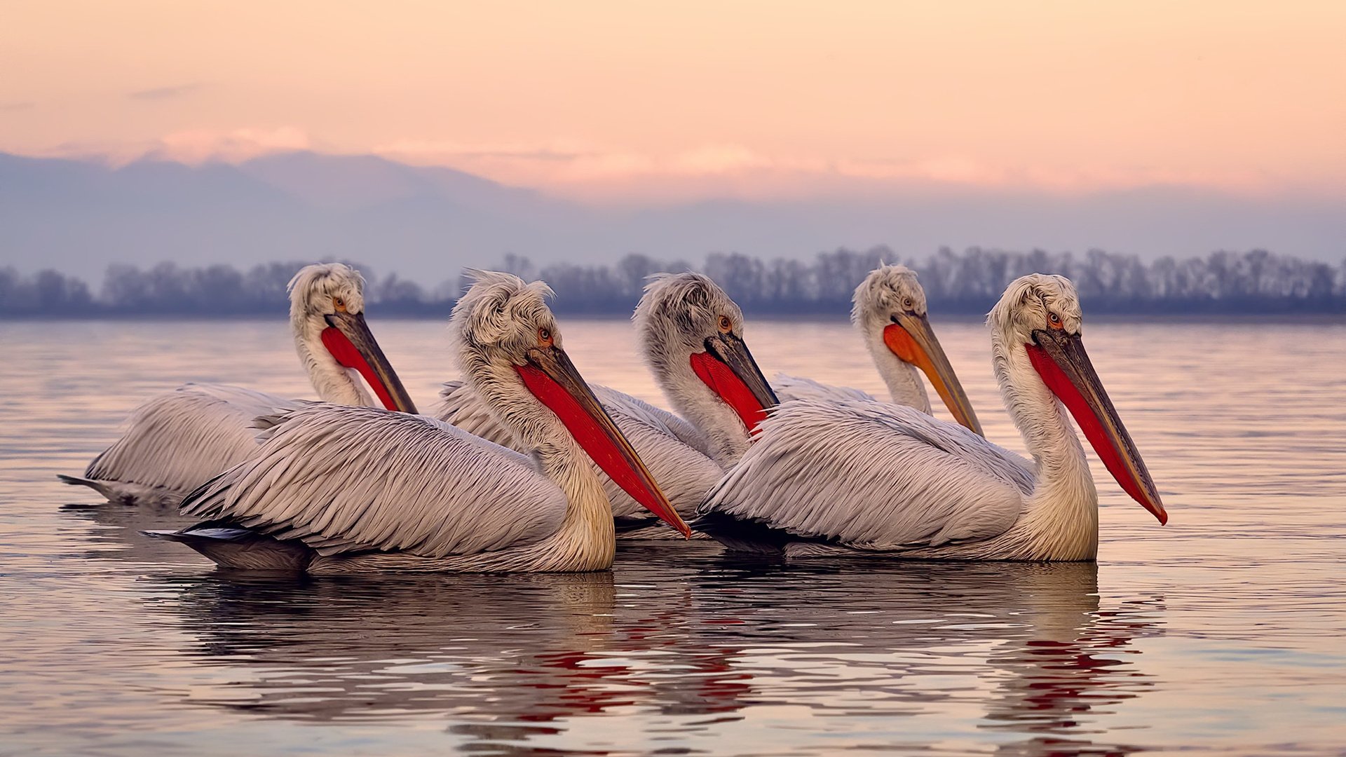悬念之夜！土耳其对阵突尼斯，硬仗之王凯塞多如何左右战局？