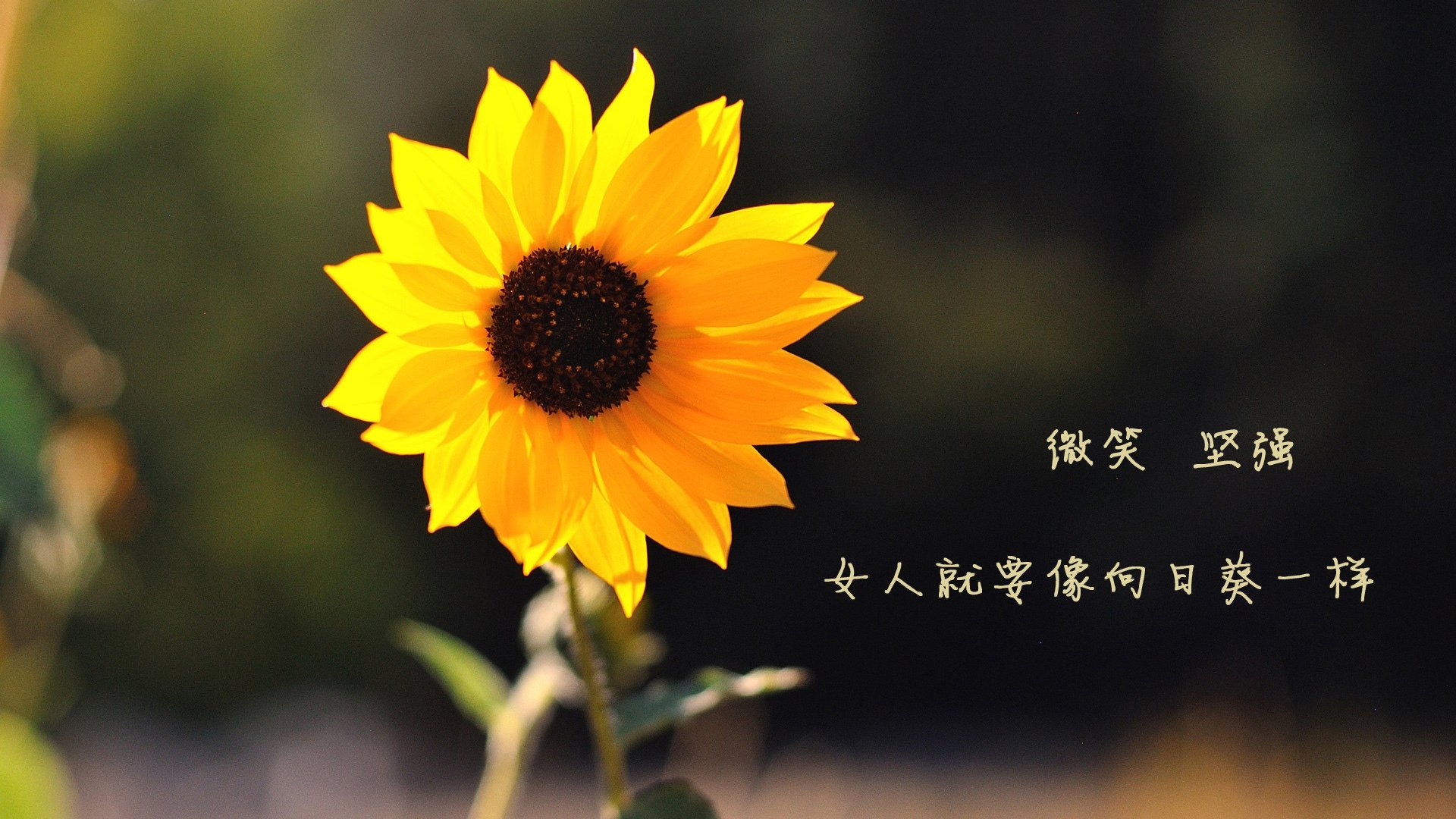 开云体育下载-华沙之夜的红色狂想曲，波兰血洗保加利亚，莫德里奇致命一击与门神封神的冰与火之歌